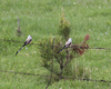 Scissor-tailed Flycatchers male and female 7084